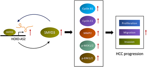 Figure 10 Schematic diagram of HOXD-AS2/SMYD3 reciprocal feedback loop facilitating HCC progression.