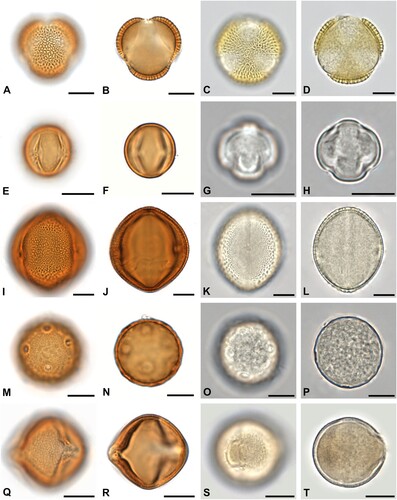 Figure 3. Some of the most abundant pollen forms in acetolysed and hydrated state. A–D. Brassicaceae in polar view. E–H. Buddleja sp. in equatorial view. I–L. Parthenocissus sp. in equatorial view. M–P. Plantago sp. in oblique view. Q–T. Rubus sp. in equatorial view. Scale bars ‒ 10 µm.