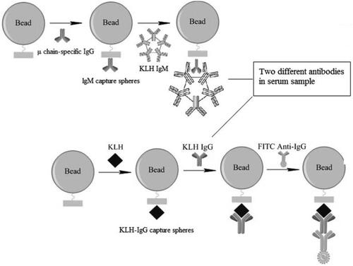 Figure 1. Schematic of cytometric bead array (CBA) used to evaluate TDAR outcomes. Serum samples were incubated with IgM capture microspheres, and the IgM in each isolated. Anti-KLH IgG in serum was then captured by KLH-coated microspheres where they formed antigen-antibody complexes. FITC-labeled goat anti-mouse IgG was then used to couple the complexes. Finally, fluorescence intensity on the microspheres was analyzed by flow cytometry. Estimation of anti-KLH IgG levels in each sample was performed by extrapolation from a standard curve generated in parallel.