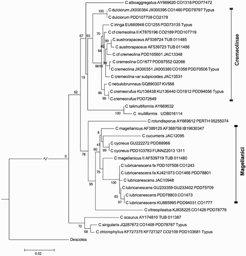 Figure 6. Maximum likelihood tree of Cortinarius sect. Cremeolinae and Cycnei.