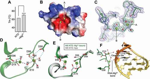 Figure 2. Metal binding in the M5 N-terminal domain. (A) Plot of melting temperature (Tm) of the N-terminal domain (NTD) of M5 in the absence or presence of Mg2+ ions, measured in degrees Celsius ( ∘C) from a DSF experiment. Significant difference is indicated by asterisks according to a standard P-test. (B) Electrostatic surface potential view of the M5 NTD co-crystallized with two Mg2+ ions (green spheres) bound in the active site. Water molecules that coordinate the ions are shown as red spheres. Red and blue surfaces indicate negative and positive electrostatic potentials, respectively, while white surfaces represent neutral residues. (C) Electron density maps of the active site in the Mg2+-bound M5 (Mg2+ as green spheres, water molecules as red spheres). The composite difference 2 Fo-Fc density omit map (blue) is contoured at 1.5σ. The difference Fo-Fc omit map (green) for the M5 model refined without the Mg2+ ions in the active site and inner-sphere water molecules is contoured at 5σ. (D) The acidic residues (E10, D14, D56, D58 and E96, stick representation) and water molecules (W, red spheres) in the active site of M5 that participate in binding of the two Mg2+ ions (A and B, green spheres). The octahedral arrangement around metal A and square-planar arrangement around metal B are indicated by outlining the bonds (black dots) to the inner-sphere O-atoms. (E) Superimposition of the Mg2+-bound and apo NTD structures. Residues (D14, D56 D58, E96) that coordinate Mg2+ ions (A, B) are shown as sticks. (F) Superimposition of the Mg2+-bound NTD structure onto the NTD from the RNA-bound M5 model. An O-atom from A117 in the RNA cleavage site is positioned such that it could coordinate a Mg2+ ion (ion B, in Fig. 2B). Substrate pre-5S rRNA is shown in orange with the extensions in yellow. The 3ʹ-cleavage site is indicated