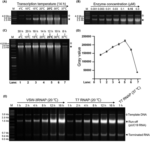 Figure 2. VSW-3 RNAP IVT conditions. (A) Optimal reaction temperature of the VSW-3 RNAP IVT (25°C) for maximum run-off cas9 RNA yield. (B) Optimal enzyme concentration of the VSW-3 RNAP (0.15 μM) IVT for maximum run-off cas9 RNA yield. (C) Optimal IVT yield of VSW-3 RNAP with various reaction temperature and incubation time combinations. The maximum run-off cas9 RNA yield was obtained at 25°C for 12 h. (D) Gray scale quantification of the run-off RNA transcripts in a gel (C). The diagram was made using GraphPad Prism. (E) Optimal pUC19-RNA yield by VSW-3 RNAP was obtained at 20°C for 16 h, compared to the optimal yield of the same RNA by T7 RNAP at 20°C for 16 h and at 37°C for 1 h, under the same IVT conditions. In all gels, the bands corresponding to DNA templates are indicated by empty stars, and the bands corresponding to run-off RNA transcripts are indicated by filled stars. An arrow indicates terminated transcripts caused by a class I T7 terminator.