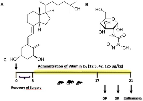 Figure 1. (A) Chemical structure of Vitamin D3 [25- Hydroxyvitamin D3 or (C27H44O2)], (B) struture of Streptozotocin [N-(methylnitrosocarbamoyl)-α-d-glucosamine or (C8H15N3O7)], (C) schematic representation in days of the experimental design. Day 0 indicates the day of surgery (icv- STZ infusion).