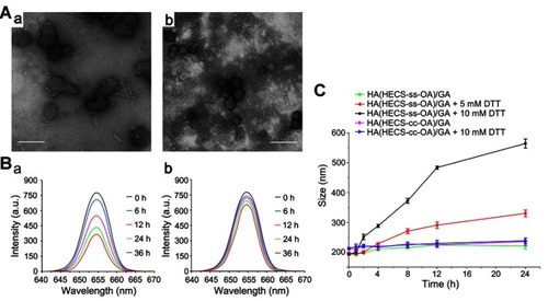 Figure 3 (A) TEM images of HA(HECS-ss-OA)/GA (a) and HA(HECS-cc-OA)/GA (b) nanoparticles after 4-hr incubation with 10 mM DTT in pH 7.4 HEPES. Scar bar is 500 nm. (B) Fluorescence spectra of HA(HECS-ss-OA)/NR (a) and HA(HECS-cc-OA)/NR (b) nanoparticles in pH 7.4 HEPES solution supplemented with 10 mM DTT at the excitation wavelength of 326 nm for different times. (C) Size change of HA(HECS-ss-OA)/GA (a) and HA(HECS-cc-OA)/GA (b) nanoparticles in response to DTT determined by DLS measurement.Abbreviations: TEM, transmission electron microscopy; HA, hyaluronic acid; HECS, hydroxyethyl chitosan; OA, octylamine; GA, gambogic acid; DTT, dithiothreitol; HEPES, 2-[4-(2-Hydroxyethyl)-1-piperazinyl] ethanesulfonic acid; NR, Nile red; DLS, dynamic light scattering.