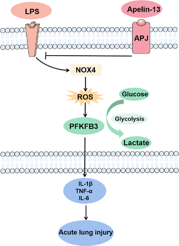 Figure 9 Schematic diagram of the major signaling pathways involved in apelin-13 attenuates inflammatory responses and acute lung injury. NOX4-generated ROS and the consequent PFKFB3-driven glycolysis mediated macrophage inflammation and ALI. Apelin-13 attenuates macrophage inflammation and improves ALI by downregulating the NOX4/ROS/PFKFB3-driven glycolysis.