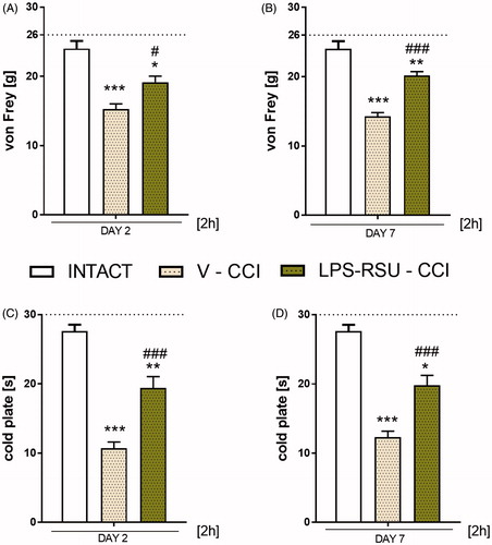 Figure 1. Effects of repeated ith. LPS-RSU administration (20 µg/5 µL, ith.) on the development of mechanical (A, B; von Frey’s test) and thermal (C, D; cold plate test) hypersensitivity on days 2 (INTACT n = 5; V-CCI n = 18; LPS-RSU-CCI n = 17) and 7 (INTACT n = 5; V-CCI n = 22; LPS-RSU-CCI n = 24) after CCI, as measured 2 h after the last drug administration. The behavioural results are presented as the means ± SEM, and the horizontal dotted line shows the cutoff value (A: 26 g, B: 30 s). The inter-group differences were analyzed using one-way ANOVA with Bonferroni’s multiple comparisons test. ∗p < 0.05, ∗∗p < 0.01, and ***p < 0.001 indicates a significant difference compared with the INTACT animals; #p < 0.05 and ###p < 0.001 indicate significant differences compared with the vehicle (V)-treated CCI-exposed group.