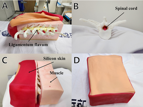 Figure 3 The thoracic phantom used for assessment. (A) The ligamentum flavum made of durable urethane material. (B) The spinal cord is inserted at spinal canal of the phantom. (C) The surrounding muscles and skin were designed to be detachable. (D) Completely combined phantom.