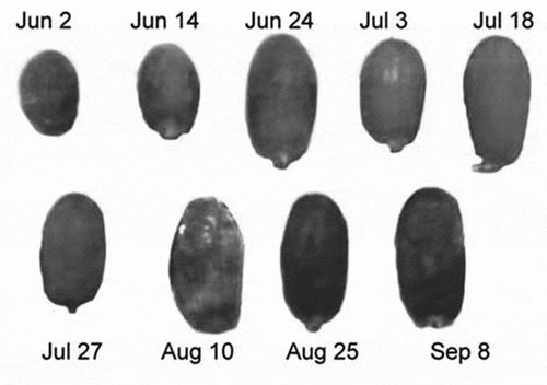 Figure 1. Hilwa date fruit at various stages of ripening