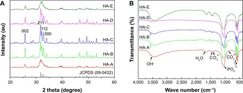 Figure 1 X-ray diffraction patterns (A) and Fourier-transform infrared spectra (B) of the as-prepared five HANPs.Abbreviation: HANP, hydroxyapatite nanoparticle.