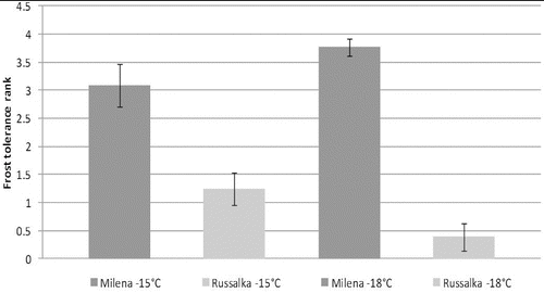 Figure 1. Frost tolerance rank (score 0–5) at −15 °С and −18 °С of two studied commercial Bulgarian wheat cultivars. Student's t-test was used to test for statistical significance (p < 0.05).