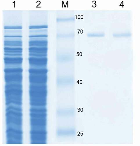 Figure 1. SDS-PAGE analysis of CotA-laccase. Protein samples were loaded in each lane as follows: cell extract wild-type CotA (lane 1), cell extract 5E29 CotA (lane 2), molecular weight marker (M), purified wild-type CotA (lane 3), purified 5E29 CotA (lane 4).