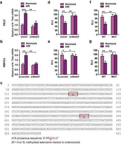 Figure 5. METTL3 decreases Tfeb mRNA stability by catalyzing its m6A methylation in H/R-treated cardiomyocytes. (a and b) H9c2 cells (a) and NMVCs (b) with or without METTL3 knockdown were exposed to H/R. m6A immunoprecipitation and qRT-PCR were performed to determine the change of Tfeb mRNA with m6A methylation. (c) Sequence analysis of TFEB 3′-UTR revealed two matches to the 5′-RRACU-3′ (methylated adenosine residue is underscored) m6A consensus sequence. (d and e) Luciferase assays were performed by transfecting H9c2 cells (d) and NMVCs (e) with a reporter plasmid containing luciferase coding sequences followed by the Tfeb-3′-UTR or empty vector only containing luciferase. The ratio indicating the luciferase activity in cells transfected with Tfeb 3′-UTR relative to empty vector was determined (relative luciferase activity: RLU). (f and g) Luciferase assays were performed in H9c2 cells (e) or NMVCs (f) transfected with WT or mutant (MUT) luciferase-Tfeb 3′-UTR reporter. The ratio of luciferase activity in cells transfected with Tfeb-3′-UTR relative to empty vector was determined. (mean ± SD; n = 3; *P < 0.05, **P < 0.01 and ***P < 0.001). P values were calculated with student’s t-test.