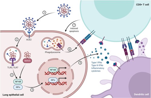 Figure 4. A dendritic cell presents antigens from the virus to a CD8+ T cell, which becomes activated and is able to recognize the same antigen on the surface of an infected cell, releasing perforin and granzymes that destroy the infected cell. (Reprinted from ‘Acute Immune Responses to Coronaviruses', by BioRender, August 2020, retrieved from https://app.biorender.com/biorender-templates/ Copyright 2021 by BioRender.)