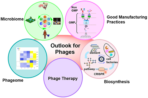 Figure 4 Perspectives of engineered phages. Development and improvement of phage therapy and Good Manufacturing Practices (GMP) provides possibilities for real-world applications. Phage is a powerful tool to shape microbiomes and also an abundant resource of genetic elements for biosynthesis.