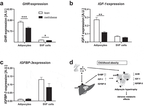 Figure 3. Gene expression of GHR, IGF-1 and IGFBP-3 in adipose tissue cells in lean children and children with overweight/obesity. For adipocytes and stromal vascular fraction (SVF) cells gene expression levels of (a) growth hormone receptor (GHR), (b) insulin-like growth factor-1 (IGF-1) and (c) IGF-1 binding protein-3 (IGFBP-3) are shown. For IGF-1 and IGFBP-3 expression, data from children between ages 2–10 years are included. (S2 Fig). For GHR expression data from 2–18 years are included. Asterisks mark significant differences between lean children and children with overweight/obesity (owt/obese) assessed by student’s t-tests (*, p < 0.05; **, p < 0.01; ***, p < 0.001). For statistical analyses gene expression data were log10-transformed. (d) Schematic overview of the proposed role of components of the GH axis in childhood obesity and adipose tissue function.