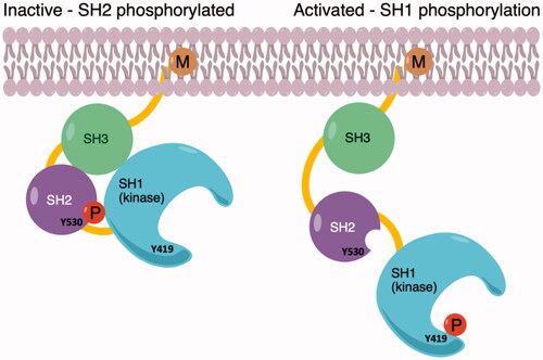 Figure 1. (a) Inactive conformation of c-Src shows phosphorylated Tyr530 on the SH2 domain; (b) Phosphorylation of Tyr419 on the kinase domain SH1 allows to activate of the enzyme.