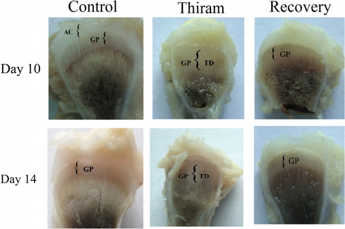 Figure 1. Endochondral ossification of the chick tibiotarsus after thiram administration and during recovery from TD compared with the control group at the ages of 10 and 14 days. Characteristic TD lesion in the thiram group on days 10 and 14 while the recovery process is incomplete in the recovery group, although most of the lesion had become calcified on day 14 with a reduction in growth plate size. AC, articular cartilage; GP, growth plate.