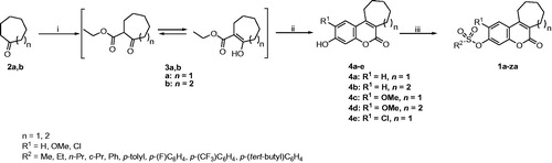 Scheme 1. Reagents and conditions: (i) diethyl carbonate, NaH, benzene, reflux, 90% (3a, n = 1), 85% (3 b, n = 2); (ii) (substituted) resorcinol, CF3COOH, conc. H2SO4, 0 °C; rt, 3 h; (iii) appropriate sulphonyl chloride derivative, triethylamine, CH2Cl2, 0 °C; rt, 1 h.