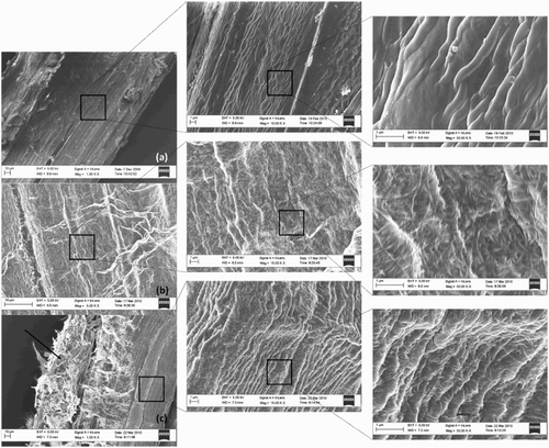 Figure 4. Scanning electron images showing (a) neat sisal fibres, (b) sisal fibres coated with a dense layer of BC and (c) ‘hairy’ sisal fibres produced using a novel slurry dipping method. A dense layer of BC on sisal fibres was obtained by drying the slurry-dipped fibres under vacuum 80°C. ‘Hairy’ sisal fibres were obtained by partially drying the slurry-dipped fibres between filter papers, followed drying in an air oven held at 40°C. Obtained from Lee et al. [Citation120].