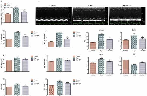 Figure 1. Ratio of heart weight (mg)/weight (g) of mice and cardiac functional and structural changes. Control mice are the sham group. TAC mice received TAC and were observed for 1 week; Sw+TAC: preconditioned mice on which TAC was performed at the end of 21 days of swimming training. We observed a significantly higher heart weight to body weight ratio in TAC mice as compared to control and preconditioned TAC mice (A) (***P < 0.001 vs. control, ##P < 0.01 vs. TAC). Two-dimensional echocardiography was performed to analyze cardiac structure (B), and we monitored time-course changes in several echo-derived parameters including LV mass, LVIDd, LVESD, and EF in control, TCA, and TCA+SW mice. We normalized the mass of LV+ S, LA, RV, and RA to the corresponding tibial length (TL), and also assessed wet and dry lung weights. Statistical analysis was performed with *P < 0.05, **P < 0.01, and ***P < 0.001 vs. control, and #P < 0.05 and ##P < 0.01 vs. TAC. All data were presented as mean ± SD from three independent experiments.