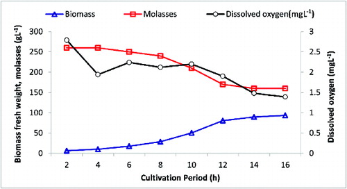 Figure 3. Application of RO1 near-optimum conditions in a 40 L airlift bioreactor that contains 22 L of molasses-based medium.