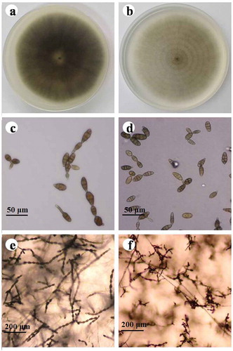 Fig. 1 (Colour online) Morphology of Alternaria tenuissima and A. alternata after 7 days of growth on PDA or PCA. a–b, Colonies of isolates representing A. tenuissima and A. alternata on PDA, scale bars: 40 μm; c–d, Conidia of isolates representing A. tenuissima and A. alternata on PCA, scale bars: 40 μm; e–f, sporulation patterns of isolates representing A. tenuissima and A. alternata on PCA. Scale bars: 200 μm.