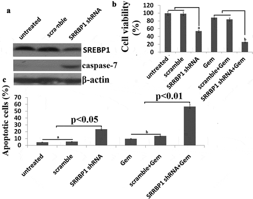 Figure 3. SREBP1 knockdown increases chemosensitivity of SW480 cells to Gem. a, SW480 cells were transfected into Lv- SREBP1 shRNA or Lv-scramble for 48 h, SREBP1 and caspase-7 was detected by western blot assay. b, SW480 cells were transfected into Lv- SREBP1 shRNA or Lv-scramble for 24 h, then treated with 20 uM Gem for 72 h. Cell proliferation assay of SW480 cells using cell counting kit-8 assay. c, SW480 cells were transfected into Lv- SREBP1 shRNA or Lv-scramble for 24 h, then treated with 20 uM Gem for 72 h. Cell apoptosis was analyzed on a FACS Calibur. Data are shown as mean±SD.