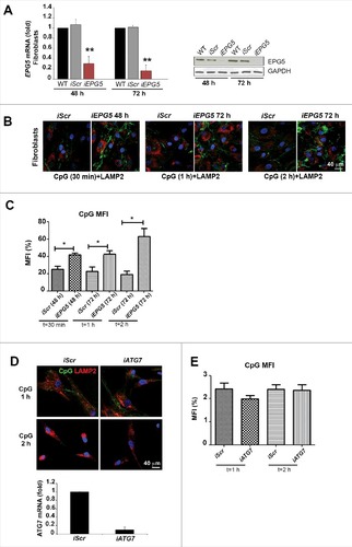 Figure 3. Silencing of EPG5 and its effect on CpG accumulaton. (A) mRNA and protein level of EPG5 after siRNA treatment. (B) Effect of the silencing of EPG5 on the degradation of CpG-FITC. (C) Graph shows the mean fluorescence intensity (MFI) of the CpG of HD-iScr (iScr) and HD-iEPG5 (iEPG5) cells after 30 min, 1 and 2 h. Error bars are shown as SEM. (D) Confocal images of CpG-FITC stimulation in HD fibroblasts stained with LAMP2 upon ATG7 interference. Graph shows the mRNA level of ATG7 after siRNA treatment. (E) MFI of the CpG of HD and HD-iATG7 is shown in the graph.