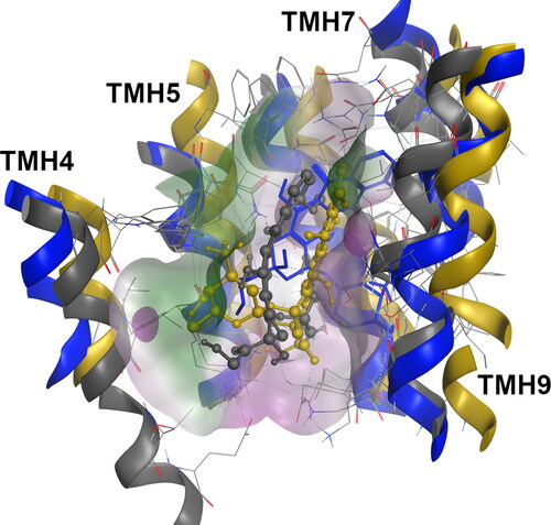 Figure 2. Superimposition of the doxorubicin-bound systems at the R-site for the WT (blue, licorice), G830V (dark yellow, ball-and-stick) and ΔF335 (gray, ball-and-stick) variants.