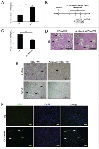 Figure 2. LPS is involved in liver fibrosis in rats and may influence the final fate of HPCs in the CCl4-induced model.(A) Concentration of LPS in portal vein serum was detected using a rat endotoxin ELISA test kit.(B) Schematic of the animal experiment with antibiotic pretreatment (see Methods for details).(C) The level of LPS changed after antibiotic treatment. (D) HE staining indicated the change in liver fibrosis after antibiotic pretreatment.(E) The expression of α-SMA and CTGF was determined by immunohistochemical staining after antibiotic pretreatment.(F) Frozen sections of WB-F344 cells exhibiting green fluorescence in the liver. Data are presented as the mean ± SD. *p < 0.05, **p < 0.01, ***p < 0.001, n = 5.