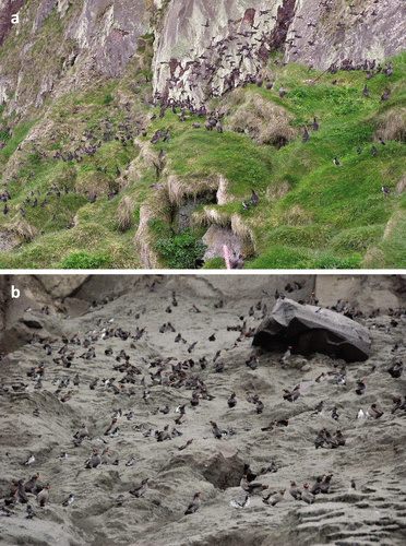 Figure 1 Auklets on the colony surface at Kasatochi Island (a) before (June 2004; photo by Brie Drummond) and (b) after the 2008 eruption (June 2009; photo by Gary Drew). Photos taken from approximately the same location.