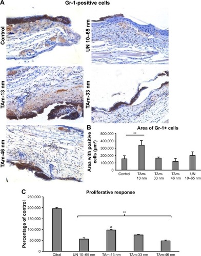 Figure 4 Inflammatory ear reaction upon AgNPs exposure. Mice were subjected to ear stripping followed by 3 applications of TAm AgNPs sized 13, 33, 46 nm and UN 10–65 nm AgNPs (25 µg per each ear, every 24 h).Notes: Five days after the first exposure mice were euthanized to collect ears and auricle lymph nodes. (A) Gr-1-positive cells (brown) in the ears of ear stripped, AgNP-exposed mice. The nuclei in the slides were counterstained with Harris hematoxylin (violet). Magnification 400×. (B) Area of the ear tissue occupied by Gr-1-positive cells in the stained sections expressed in micrometers squared. Each bar represents the mean from 3 animals (N=3) ± SEM. **Significant differences with p≤0.001. (C) Proliferative response of lymphocytes isolated from auricle lymph nodes of citral and AgNP-exposed mice at 72 h after stimulation with concanavalin A. N=3, **significant differences with p≤0.001, while “a” means p=0.05 for 13 nm AgNPs in comparison to other AgNPs.Abbreviations: AgNPs, silver nanoparticles; SEM, standard error of the mean; TAm, tannic acid-modified; UN, unmodified.