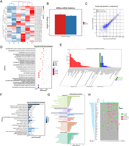 Figure 4 Functional attributes related to changes in gene sets and signaling pathways induced by Exosome-MS were analyzed. (A) A heat map was generated to depict the differential expression of miRNAs. (B) MiRNAs that were both upregulated and downregulated were identified. (C) A scatter plot was utilized to illustrate both the upregulated and downregulated miRNAs. (D) The genes were classified based on the biological processes using GO classification. (E) GO enrichment diagram shows the main gene function classification. (F) The related signaling pathways were evaluated through the utilization of KEGG pathway analysis. (G) The differentially expressed genes were classified into different groups based on the metabolic pathways using KEGG analysis. (H) Differential miRNA chromosomal localization between Exosome and Exosome-MS.