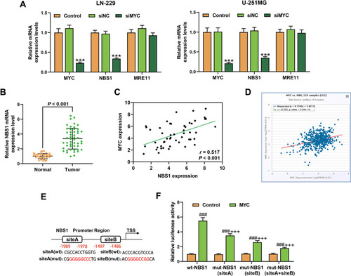 Figure 6 MYC targeted high expressed NBS1 and the two genes shared positive correlation in glioma tissues. (A) The expressions of MYC, NBS1, and MRE11 in LN-229 and U-251MG cells after transfection with siRNA targeting MYC were detected by RT-qPCR, β-actin was an internal control. N=3. (***P < 0.001, vs Control). (B) The expression of NBS1 in glioma tissues were detected by RT-qPCR, β-actin was an internal control. N=50. (C) The correlation between MYC with NBS1 in glioma tissues was detected by Pearson (N=50) (C) and predicted by starBase (D). (E) The binding sites in the NBS1 promoter with MYC were predicted through CISTROME and Cister. (F) The target relationship of MYC and NBS1 was verified by dual-luciferase reporter assays. N=3 (###P < 0.001, vs Control; +++P < 0.001, vs wt-NBS1).