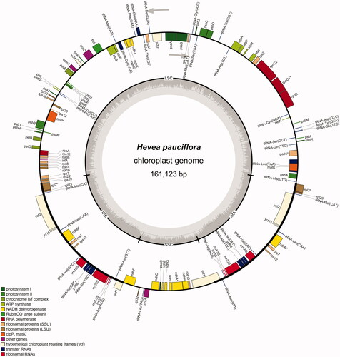 Figure 3. The chloroplast genome map of H. pauciflora.