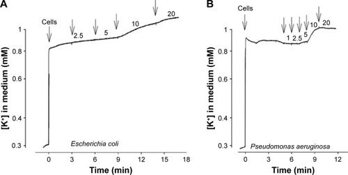 Figure 5 Effect of Ag+ on K+ accumulation in E. coli (A) and P. aeruginosa (B) cells.Notes: Experiments were performed at 37°C in 50 mM MOPS-Tris buffer (for E. coli) (A) or 100 mM NaPi (for P. aeruginosa) (B) buffer, pH 8.0, the cells were added to OD 2. Unlabeled arrows indicate additions of AgNO3, numbers next to the arrows indicate Ag+ concentrations (µM) after the last addition.Abbreviation: MOPS-Tris, 3-(N-morpholino)propanesulfonic acid-(hydroxymethyl)aminomethane.