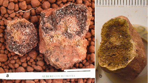 Figure 3 (a) Nodules in the Mottled Zone from a borrow pit 15 km east from Weipa (the white strip is a pen). (b) A nodule from the base of the bauxite, Jewfish pit, East Weipa (scale in mm).