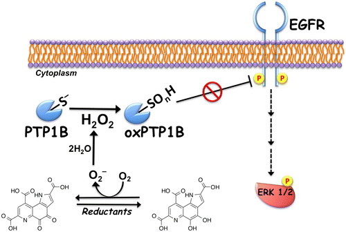 Fig. 2. Proposed mechanism for the ligand-independent activation of epidermal growth factor receptor (EGFR) signaling through redox cycling of pyrroloquinoline quinone (PQQ). PQQ undergoes redox cycling in the presence of reductants, such as ascorbate and glutathione, and then produces O2- and H2O2. The generated H2O2 inactivates protein tyrosine phosphatase 1B (PTP1B) via the oxidation of catalytic cysteinyl thiol (Cys-215) to the corresponding sulfenic acid (–SOH), sulfinic acid (–SO2H), and sulfonic acid (–SO3H). The inhibition of PTP1B evokes the EGF-independent activation (tyrosine phosphorylation) of EGFR and subsequent activation (serine/threonine phosphorylation) of ERK 1/2.