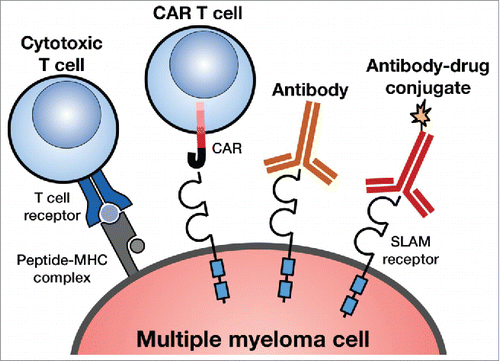 Figure 1. Different types of SLAM-specific immunotherapies. The figure shows different ways to target the SLAM family of receptors expressed on myeloma cells. The myeloma antigen can be targeted by monoclonal antibodies (mAb), antibody-drug conjugates (ADC), bispecific antibodies, specific T cells recognizing HLA/SLAM peptide complexes, and SLAM-specific chimeric antigen receptor (CAR) T cells.