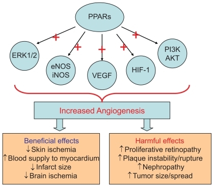 Figure 1 Mechanisms by which PPARs effect angiogenesis.