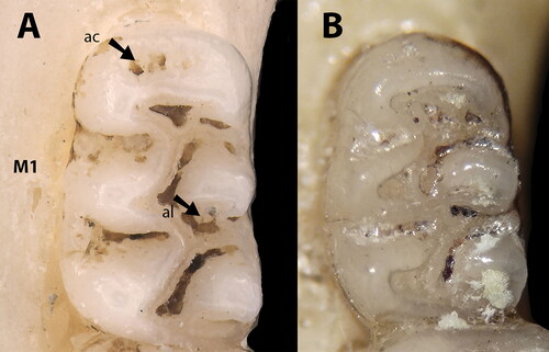 Figure 7. The first upper molar (M1) showing the dental morphological differences between A: Oecomys jamari sp. nov. (UFROM619) and B: holotype of Oecomys milleri (AMNH 37117, under the synonym of O. bicolor). Abbreviations: ac, anterior cingulum; al, accessory loph of paracone.