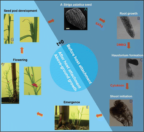 Figure 1 Life cycle of Striga asiatica. The life cycle of the parasitic angiosperm Striga asiatica is divided between early developmental transitions with known xenognosins (dark blue) and latter stages where the necessity of such signals is less clear (light blue). (A) Striga asiatica seed. The tiny seed, shown here by SEM, contains sufficient nutrients to sustain growth for only 5 days post-germination (Bar = 31.2 µm). To enhance survival, germination is coupled to the presence of xenognosins specific for germination, like the hydroquinone SXSg derived from the root exudate of Sorghum spp.Citation9 (B) Vegetative growth. Upon germination, the growing seedling generates H2O2 to oxidize host cell wall phenols and release haustorial-inducing p-benzoquinones.Citation10 These xenognostic signals diffuse back to the parasite and initiate development of the haustorium. (C) Haustorium development. Host attachment occurs via a specialized organ known as the haustorium. Once formed, the organ penetrates the host tissues, ultimately forming a vascular connection for parasitism. (D) Shoot apical meristem (SAM) development. Penetration of the host root precedes the initiation of shoot growth. In vitro, SAM initiation can be induced by cytokinins. (E–G). Emergence/Flowering/Seeds development on Zea mays. Striga asiatica seedlings emerge 8 weeks after inoculation on host roots and the mature plant develops closed flowers that give rise to seed pods containing approximately 500 seeds each.