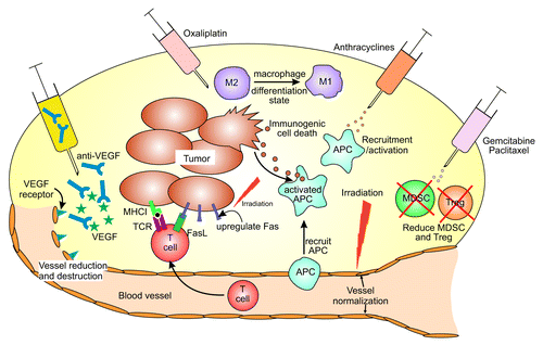 Figure 1. The effects of chemotherapy and radiotherapy on the tumor microenvironment. A range of chemotherapeutic agents can affect the tumor microenvironment in a variety of ways. Oxaliplatin can induce immunogenic cell death in a proportion of tumor cells, which can lead to the release of tumor antigens for uptake and processing by antigen presenting cells (APC). Anthracyclines can recruit APCs and enhance their differentiation to an activated phenotype, better able to present antigen to lymphocytes. Oxaliplatin can also lead to an increased proportion of proinflammatory, M1, macrophages relative to alternatively activated, M2, macrophages. Gemcitabine, oxaliplatin and paclitaxel can reduce the frequency of myeloid-derived suppressor cells (MDSC) and/or regulatory T cells (Treg) infiltrating tumors, thereby reducing their immunosuppressive effects. Tumor cells can upregulate expression of immune target molecules such as Fas and MHCI following irradiation, thereby rendering them sensitive to attack by T cells. Irradiation can also normalize dilated and chaotic blood vessels to enable T cells to access tumors. Increases in intratumoral T cells can also be achieved using antibodies against vascular endothelial growth factor (VEGF).