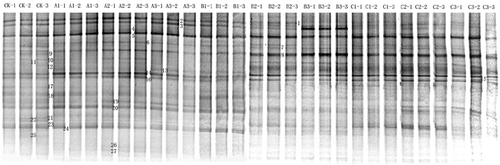 Figure 1. DGGE fingerprint profiles of PCR products targeting 16S rRNA gene. Lane CK to C3 represents different treatments after 10 weeks incubation (in a denaturing 45–65% gradient gel). Group A (Pruning): Soil was supplemented with pruned materials with the amounts of 5 (A1), 10 (A2), and 20 (A3) g kg−1; Group B (Water extract): Soil was supplemented with the concentrated water extracts of the pruning described above with amounts of 16.67 (B1), 33.33 (B2), and 66.67 (B3) mL kg−1; Group C (Tea polyphenols): Soil was supplemented with tea polyphenols with the final concentration of 0.48 (C1), 0.96 (C2), and 1.92 (C3) g kg−1; CK: control.