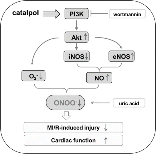 Figure 9.  Proposed antioxidative/antinitrative signaling pathway by catalpol. eNOS: endothelial nitric oxide synthase; iNOS: inducible nitric oxide synthase; MI/R: myocardial ischemia/reperfusion; NO: nitric oxide; ·O2−: superoxide anion; ONOO−: peroxynitrite.