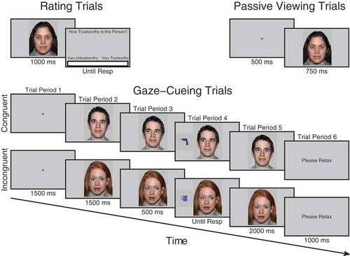 Figure 1. Trial procedure for trust rating, passive viewing and cueing trials. On trust rating trials before and after viewing phases, participants observed each face for 1000 ms after which a visual analog scale (VAS) appeared requiring them to click the point on the scale which represented how trustworthy they judged the face to be. On passive viewing trials, which occurred immediately before and after the cueing phase, participants viewed a fixation cross for 500 ms followed by a face for 750 ms. During cueing trials, participants saw a fixation cross for 1500 ms, followed by a face looking directly for 1500 ms after which it shifted its gaze direction to the left or right for 500 ms, at that point a kitchen or garage target object was presented. When participants classified the object with a key-press it disappeared and the gaze returned to look toward the participants for another 2000 ms.