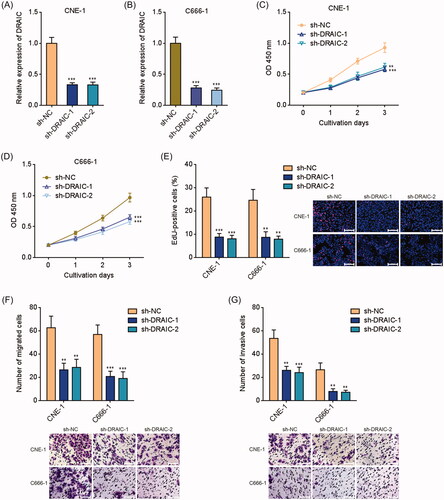 Figure 4. Knockdown of DRAIC inhibited NPC cell growth, migration and invasion. (A,B) DRAIC expression in DRAIC stably depleted CNE-1 (A) and C666-1 (B) cells was determined by qRT-PCR. (C,D) Cell proliferation of DRAIC stably depleted CNE-1 (C) and C666-1 (D) cells was determined by CCK-8 assays. (E) Cell proliferation of DRAIC stably depleted CNE-1 and C666-1 cells was determined by EdU incorporation assays. Scale bars, 100 μm. (F) Cell migration of DRAIC stably depleted CNE-1 and C666-1 cells was determined by transwell migration assays. Scale bars, 100 μm. (G) Cell invasion of DRAIC stably depleted CNE-1 and C666-1 cells was determined by transwell invasion assays. Scale bars, 100 μm. Data represent the mean ± SD of three independent experiments. **p < .01; ***p < .001.