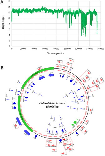 Figure 2. Organization of the chloroplast genome of C. braunii ITBB-AG6. (A) Coverage depth plot of the genome, the depth was normalized using the logarithm based on 2. (B) Circular map of the genome with genes’ location, size, and orientation indicated by blue (CDS), green (rRNA), and red (tRNA) arrows.