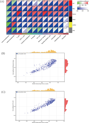 Figure 4 (A) Heat map of modules associated with immune features. (B and C) Correlation coefficients between MM and GS in T cells and monocyte lines.