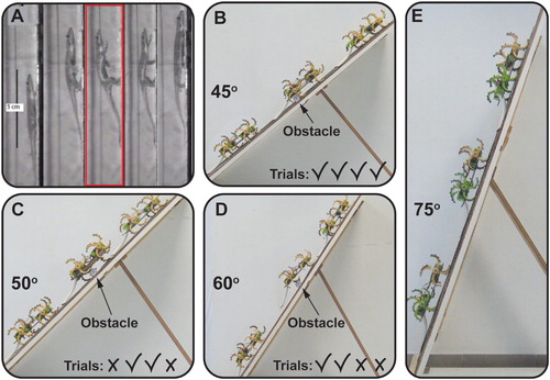 Figure 7. (A) Side view of a climbing gecko, showing the use of the tail to recover from a forefoot slip [Citation21]. (B)–(D) Image sequences showing the robot traversing a 30 mm obstacle. (B) 45∘ ramp angle, 4 successful trials. (C) 50∘ ramp angle, 2 successful trials out of 4. (D) 60∘ ramp angle, 2 successful trials out of 4. (E) 75∘ ramp angle which the robot successfully climbed.